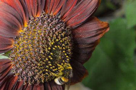Bumblebee pollinating a large red sunflower. selective focus.の写真素材