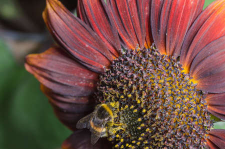 Bumblebee crawls on a large red flower. wildlife.の写真素材