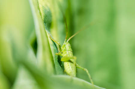 Green grasshopper sitting on a leaf. insects.の写真素材