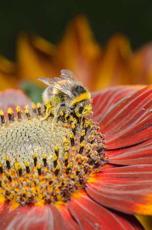 Bumblebee pollinates a colorful flower. Breeding bees.の写真素材