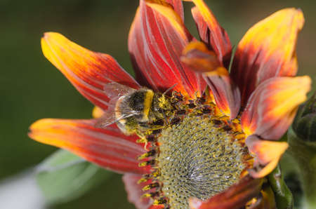 Bumblebee pollinates a colorful flower. Breeding bees.の写真素材