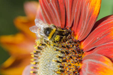Bumblebee crawls on a large red flower. wildlife.の写真素材