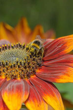 Bumblebee crawls on a large red flower. wildlife.の写真素材
