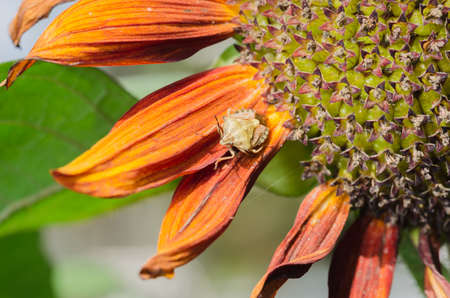 Bug on the leaves of a flower. insect in the garden.の写真素材