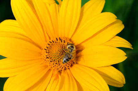 Bee pollinates a yellow flower. Summer flower pollination concept.の写真素材