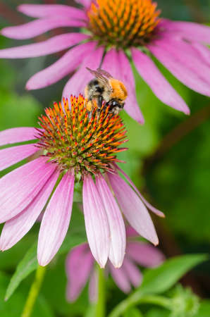 Bumblebee pollinating echinacea flower. insects in the garden.の写真素材