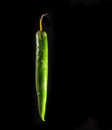 One green hot pepper on a black background. In drops of water.の写真素材