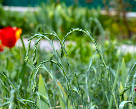 Raindrops on the grass. Stalks of grass with drops of water on a green plant background. Grass after...