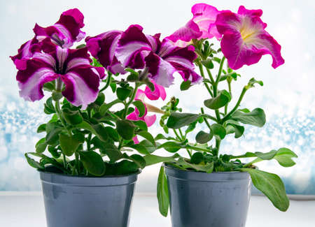 Petunia, Petunia in a pot, pink flower on the table, colorful petunia. Seedlings. Selective focus.の写真素材