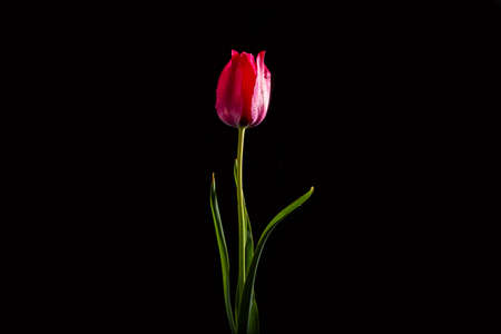 Red flower tulip on a black background. In the morning.

の写真素材
