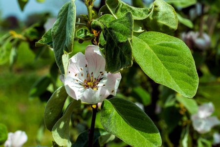 Flowering quince tree. Beautiful pink quince flowers. Quince in spring bloom.の写真素材