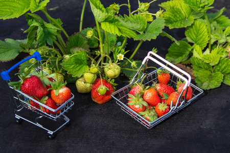 Cart and basket from a supermarket full of fresh strawberries on a strawberry plantation. The concept of direct and quick deliveries. Selective focus.の写真素材