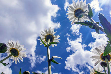 Daisies in a summer spring forest, nature panoramic view. Summer natural landscape with copy space.
の写真素材