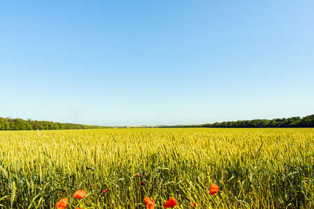 wheat field and blue sky bright sun. red poppies.の写真素材