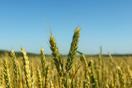 Juicy fresh grains of young green wheat. Close-up. Rural landscape on a summer field of wheat.