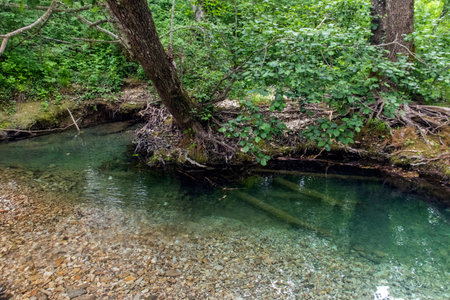 The shallowed river during the period of droughts in the forest. Quiet backwater. Tree roots in...