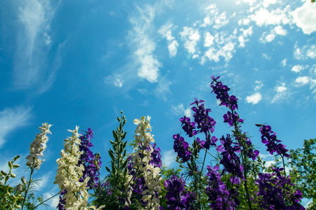 White blue, blossoms against the blue sky.
