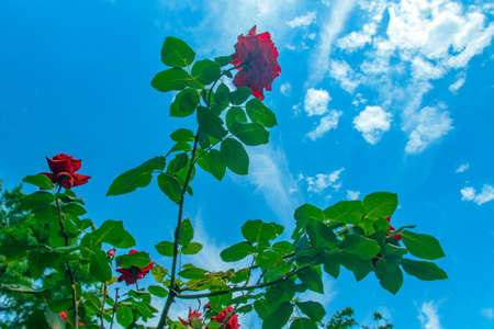 Red roses against the blue sky. Delicate roses bloom with space for text. Greeting card mock up. Summer floral background. View from below.の写真素材