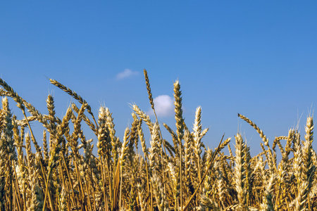 ripe ears of wheat, golden wheat and blue sky with clouds