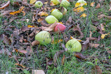 Close-up of ripe apples under an apple tree in yellow foliage. Autumn is the end of the apple harvest season. Selective focus.の写真素材