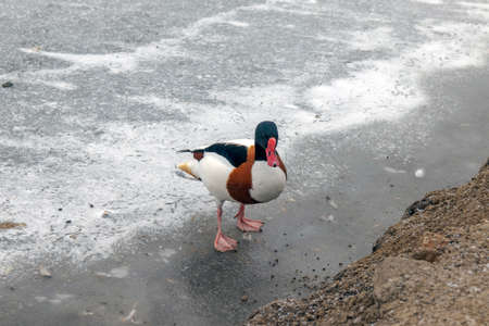 The wild duck Peganka has an unusual bright color of plumage: the main tone of the body is a white contrast with the bluish-black color of the head, which shines in green.の写真素材