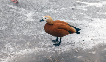 Ogar the duck is a waterfowl, a migratory bird of the sheep family, it has an unusual red plumage.