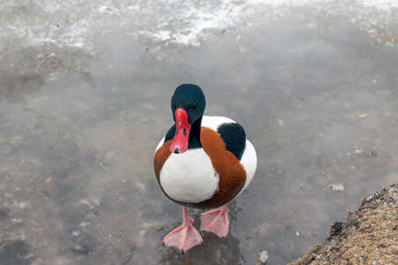 The wild duck Peganka has an unusual bright color of plumage: the main tone of the body is a white contrast with the bluish-black color of the head, which shines in green.の写真素材