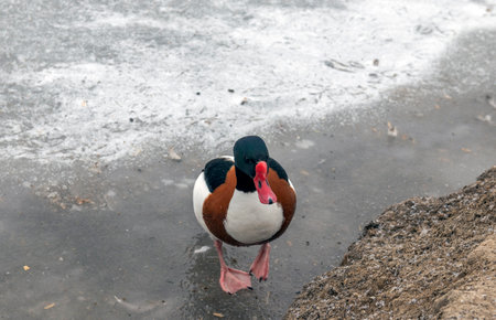 The wild duck Peganka has an unusual bright color of plumage: the main tone of the body is a white contrast with the bluish-black color of the head, which shines in green.の写真素材