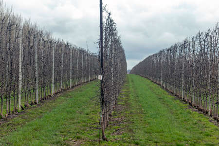 Apple orchard with rows of fruit trees on a background of green grass, selective focus. Apple trees in the farm gardenの写真素材
