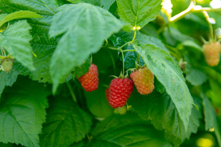 Raspberries - Delicious sweet aromatic and sour red berries on a branch.