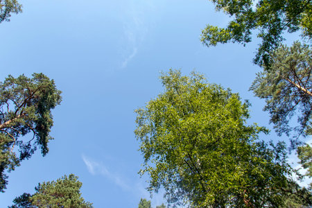 View of the forest from below on the green crowns of tall trees.