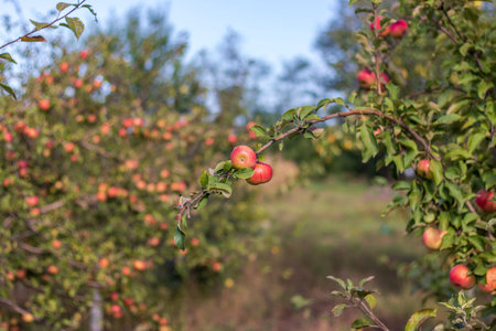 A variety of red apples on a fruit-bearing tree, ready to harvest. Selective focus.の写真素材