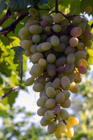 A bunch of grapes in a vineyard at sunriseの写真素材