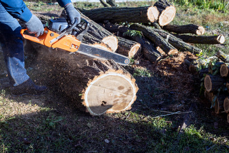 Close-up of a lumberjack sawing a tree, sawdust flying to the sides. Chainsaw in motion. solid wood for firewood.の写真素材