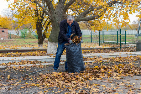 A man collects fallen autumn leaves in the backyard. fall season homework and improvementsの写真素材
