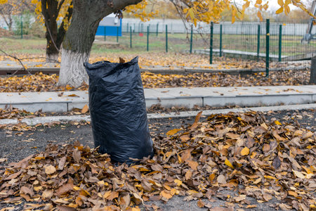 Autumn. Yellow leaves in a pile, black bag full of dry yellow leaves.の写真素材