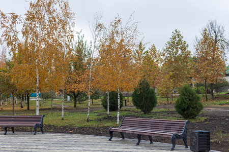 autumn in the city. Empty beautiful benches in the park. Peaceful scene in a city park with an empty bench on a paved path. Beautiful yellow, orange and red autumn trees in the background.の写真素材