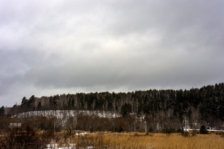 Pine trees are covered with snow on a frosty day. Beautiful winter panorama.の写真素材