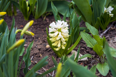 White beautiful hyacinths grow in the soil in the spring garden. Caring for garden flowers. selective focus.の写真素材