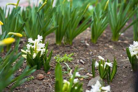 Beautiful white hyacinth flower growing outdoors, close-up of petals and green leaves, blooming flower, care for garden flowers. selective focus.の写真素材