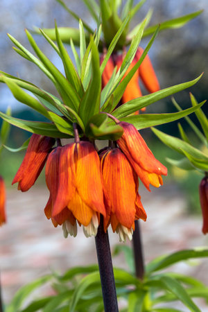 Fritillaria Imperialis has the appearance of a lush bush with belt-shaped leaves. A distinctive feature is a high, stable peduncle, which during the flowering period is covered with small buds in the form of sagging lilies.の写真素材