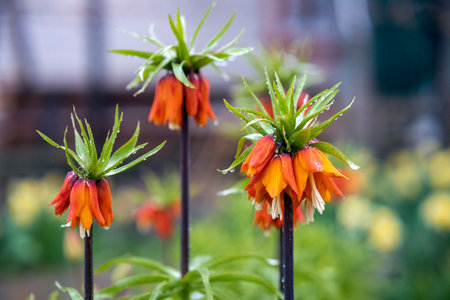Fritillaria has the appearance of a lush bush with belt-like leaves. Selective focus, raindrops on a flower.の写真素材