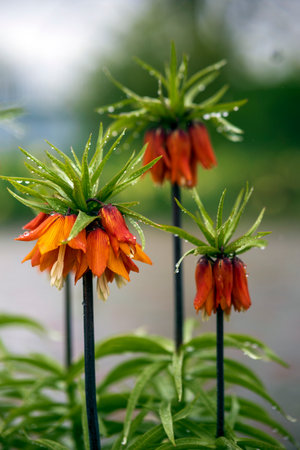 Imperial crown or hazel grouse (Fritillaria Imperialis) is one of the most characteristic garden plants. Selective focus, raindrops on a flower.の写真素材