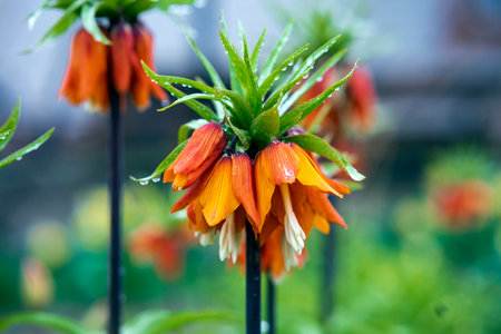 Spring flower from the lily family (Fritillaria Imperialis), which stands out among others for its large size and spectacular inflorescence. Selective focus, raindrops on a flower.の写真素材