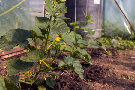 Blooming cucumbers with yellow flowers, ovaries and young small fruits, cucumbers in a home greenhouseの写真素材