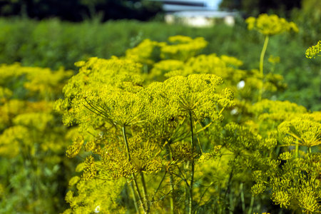 Umbrellas of dill for pickling vegetables. dill umbrellas in the garden.
