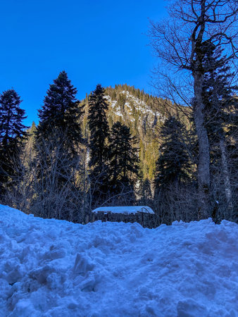 Untouched winter landscape. Frosty morning view of the mountains with snow-covered fir trees. Calm...