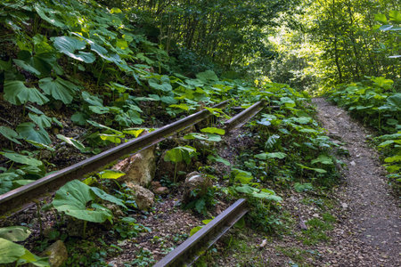 An old railway disappearing into a dense forest. An abandoned railway line, old abandoned railway tracks in the forest.の写真素材