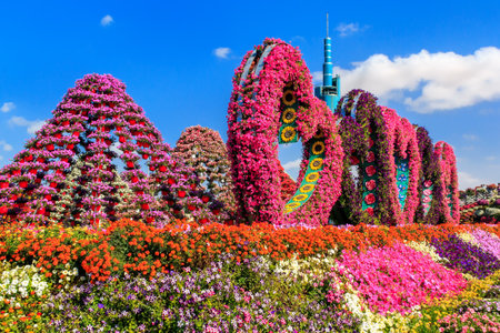 Dubai, UAE - January 5, 2017. Dubai Miracle Garden - Landscape flower arrangement in the form of heart and peaks. Dubai Miracle Garden is the largest natural flower garden in the worldのeditorial素材