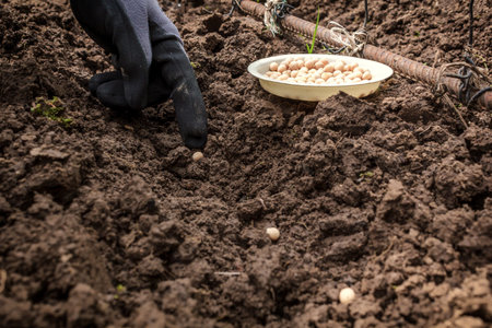 Hand of the gardener sows peas in the ground. Work in the gardenの写真素材
